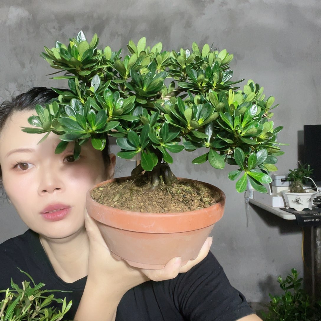 无花朵幽**兰栀子花