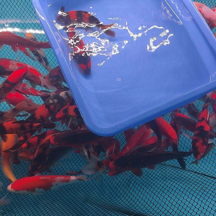 看***9海水鱼哈哈哈哈哈姐姐