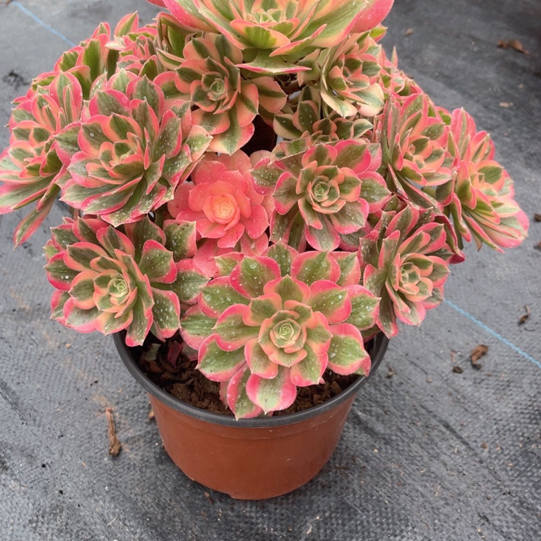 粉女郎老桩手捧266