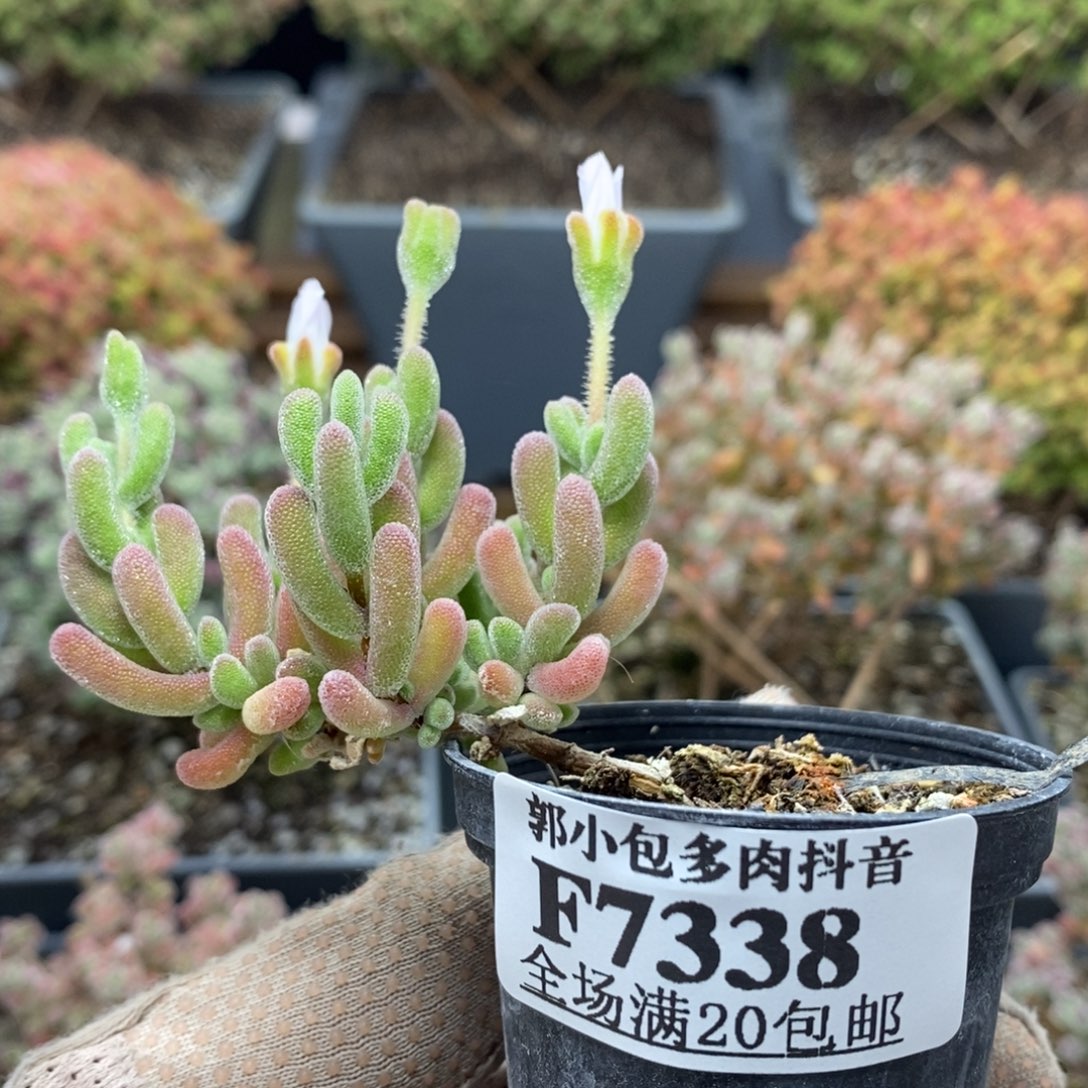 优选红叶7338枝干番杏