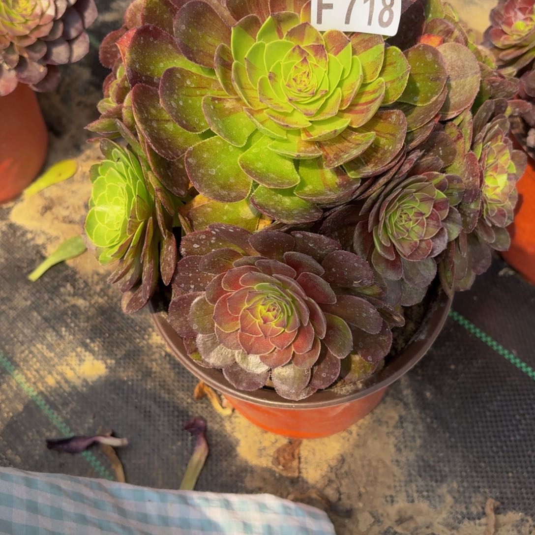 无花朵718多肉植物捧花的