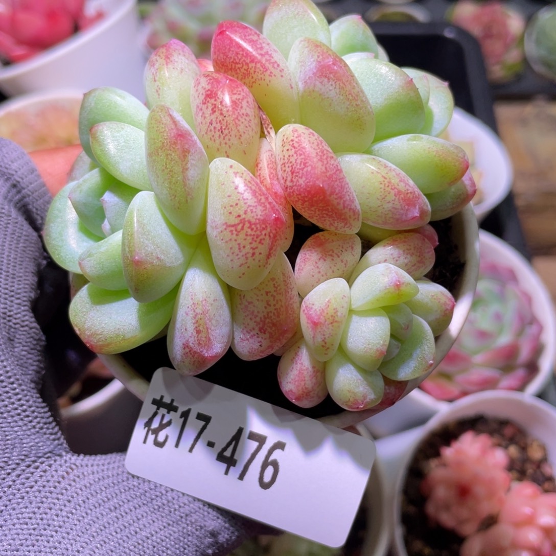 花利美17-476冰玉