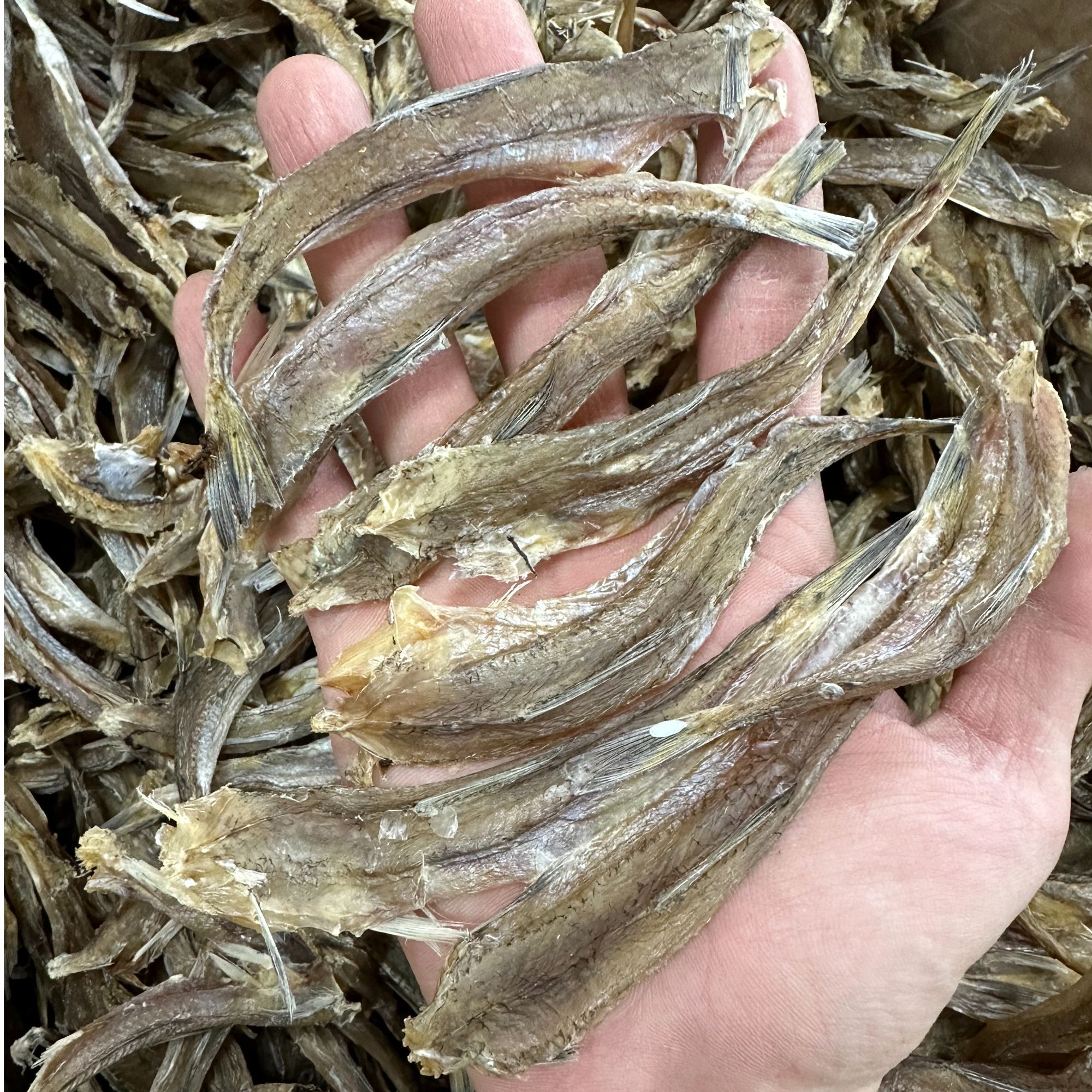 汕尾本港野生鱼干那哥鱼脯中乌鱼脯哥丁鱼 淡晒无盐