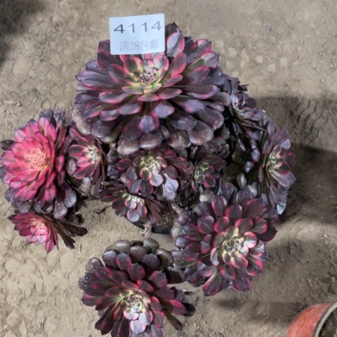 烟花多肉多肉4114