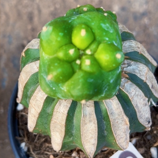 福利苗接方块大优916