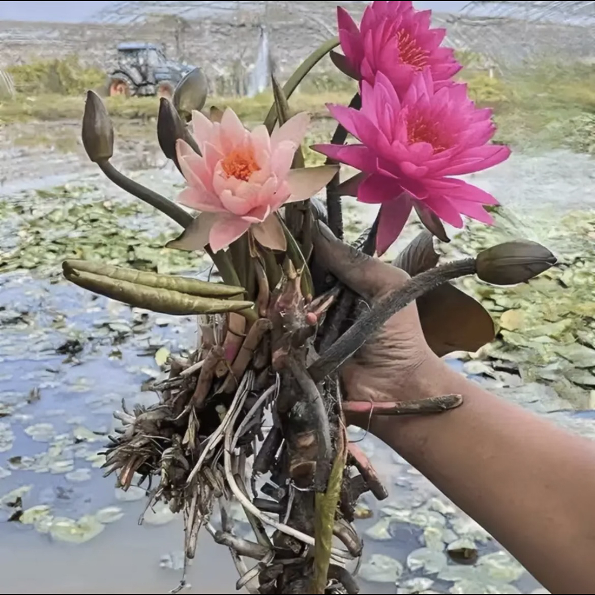 （2号链接直播福利）大睡莲一元三个