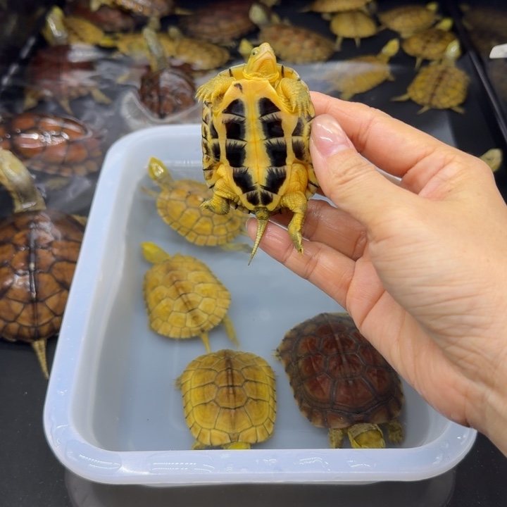 安***然宠物龟母背甲6厘米