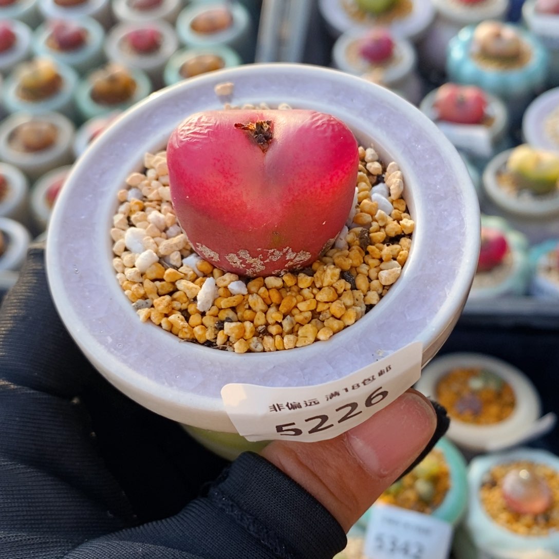 5383--一物一拍 带盆