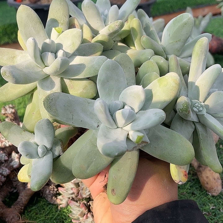 拇指粗桩群生福利