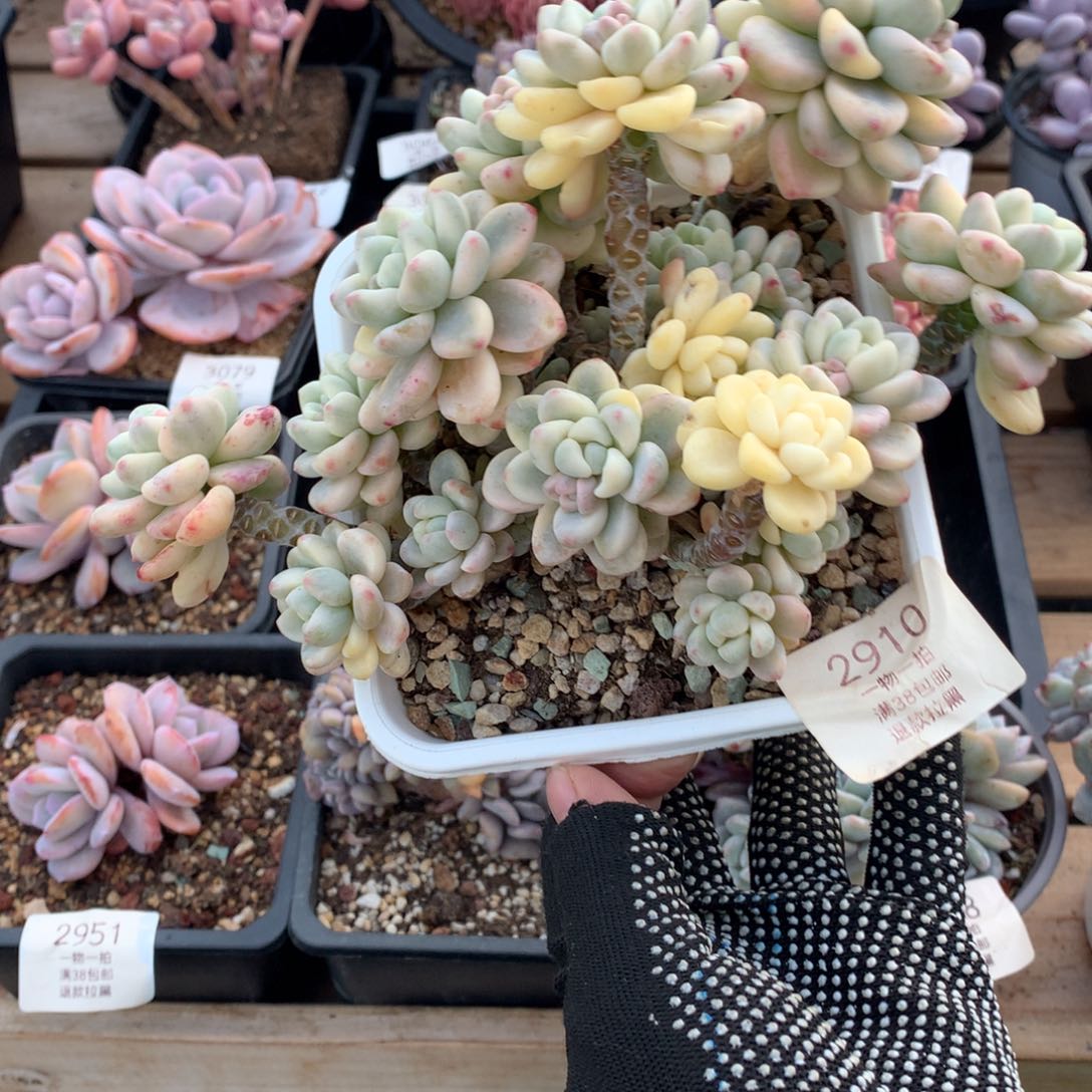 20厘米群生有砍劳尔锦2910