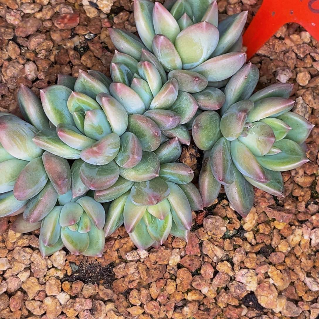 2340号晚上多肉植物群生多肉植物