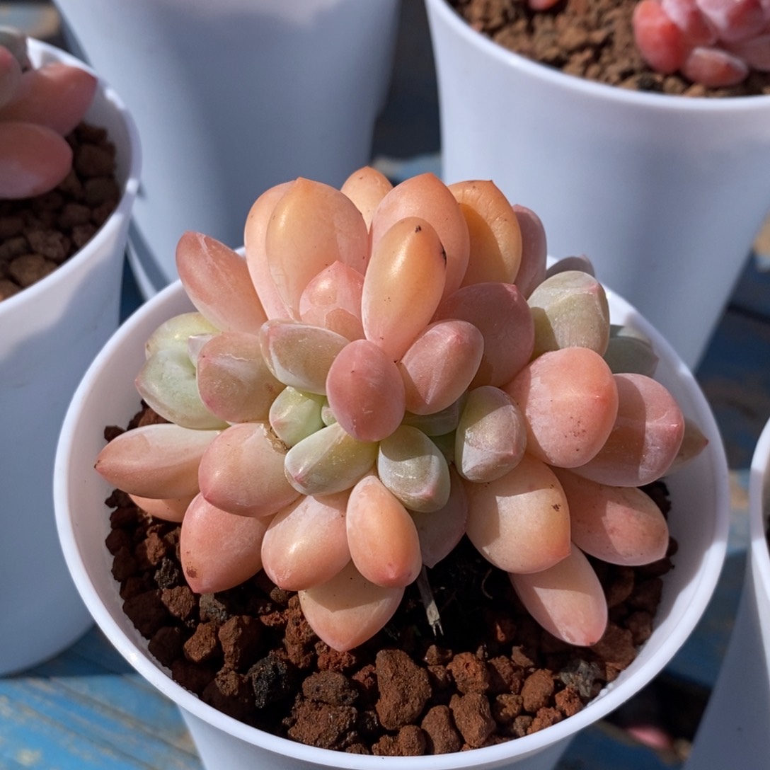 白*白白小白香水多肉植物盆栽