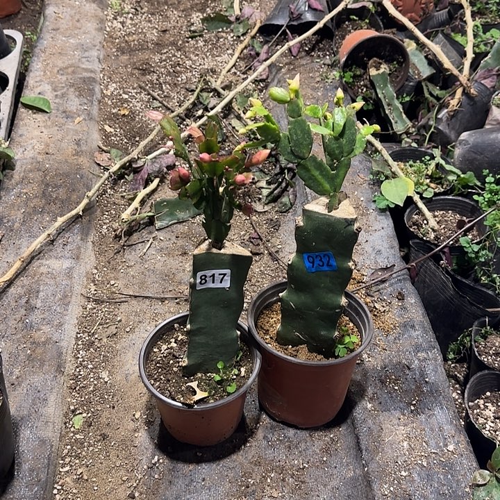 婷***妈817+932嫁接蟹爪兰：索菲亚+黄金