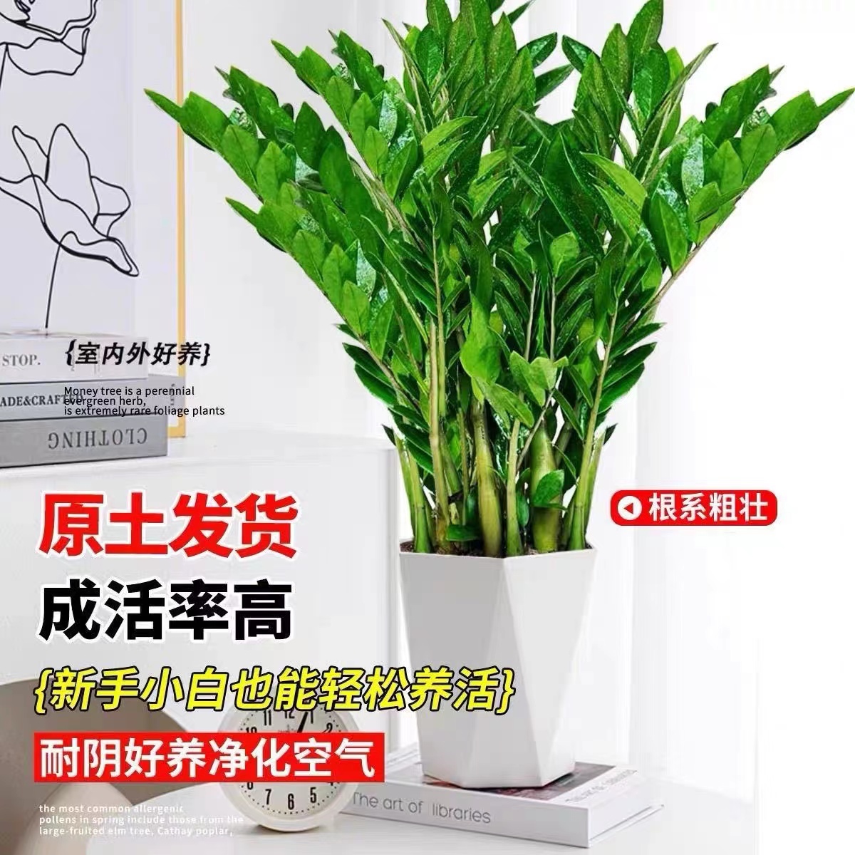 【基地直销】85-100cm老庄金钱树盆栽室内客厅四季常青常绿绿植花卉