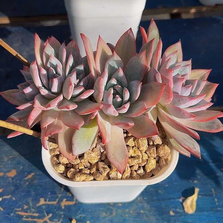 多肉植物小鸟朵朵