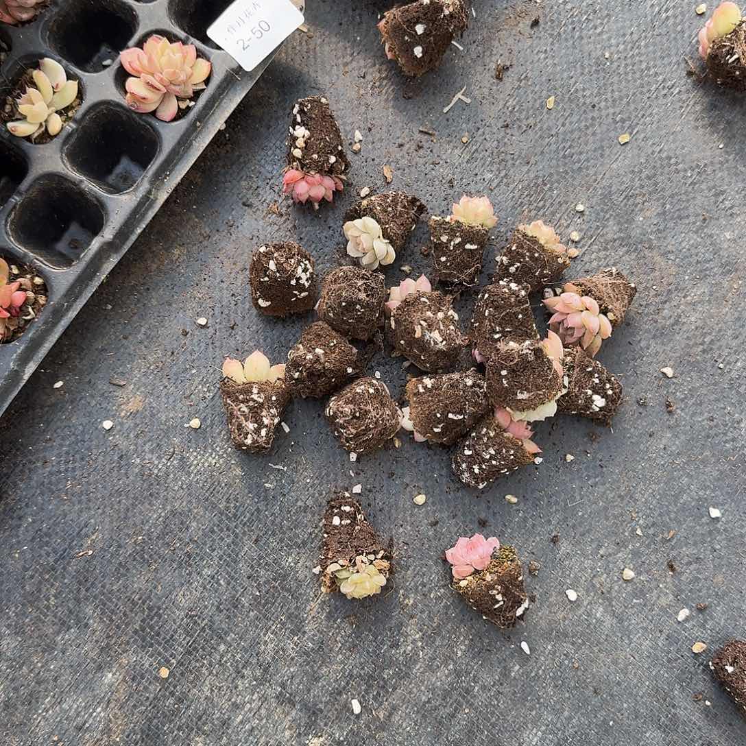 2-50生病附近小珍妮五十颗量拍