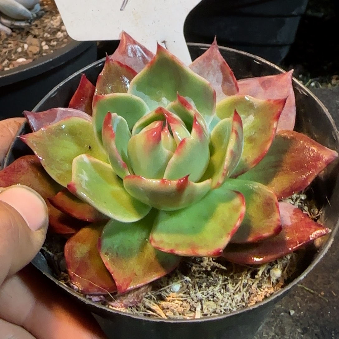 惊鸿一物一拍包装收缩花旱362