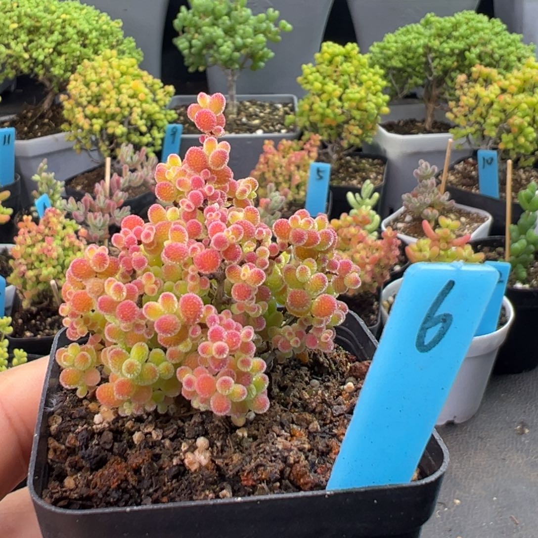 精控蜜橘小树6号