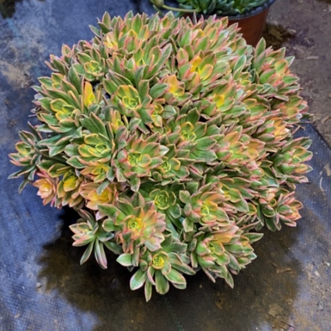 甜茶多肉植物2316