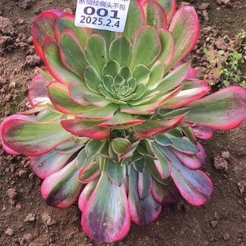 2.4-1黑魔锦多肉植物