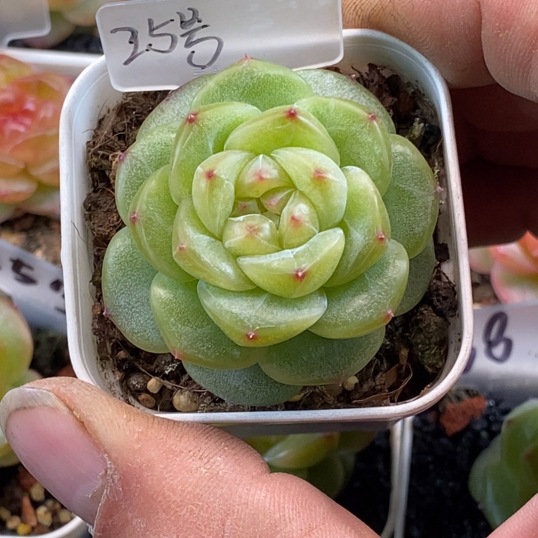 天官赐福百无禁忌