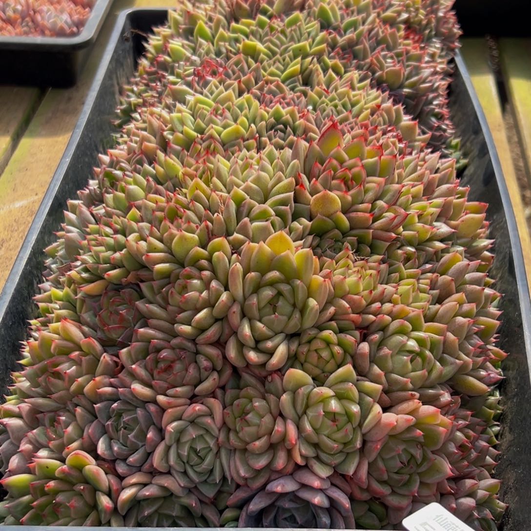 云***儿558大热天的一天从早多肉植物