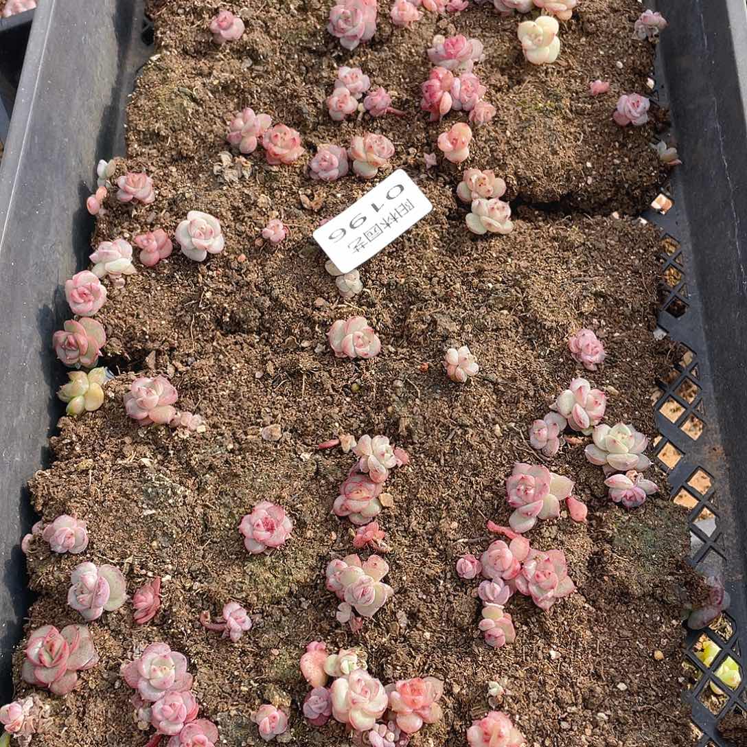 多肉植物多肉植物196