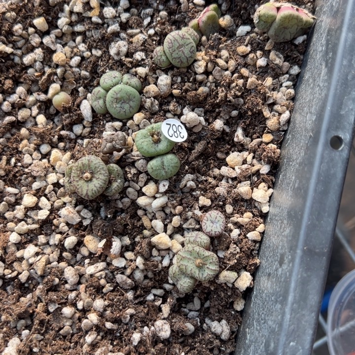 382号满30包邮111，