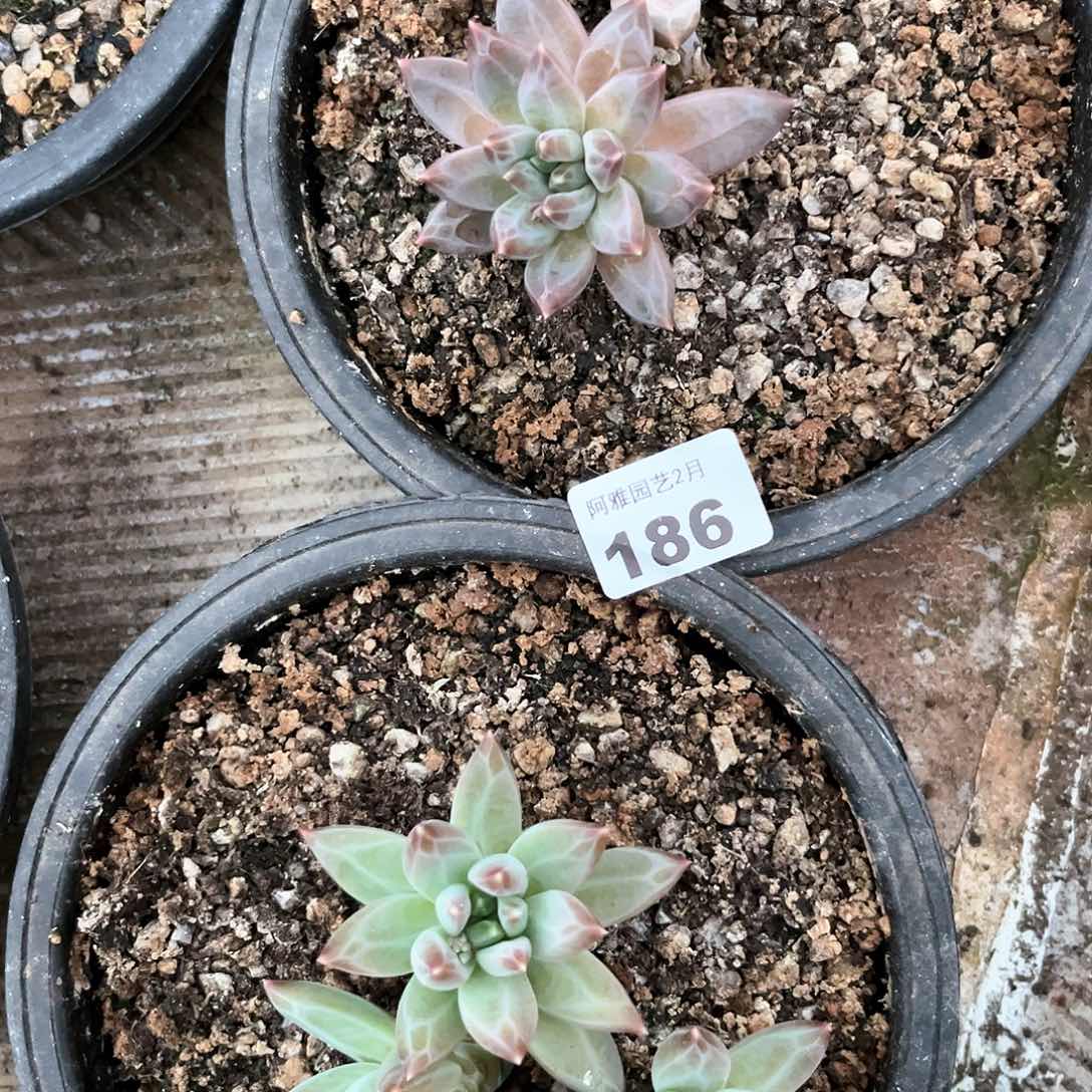 阿雅园艺。           186