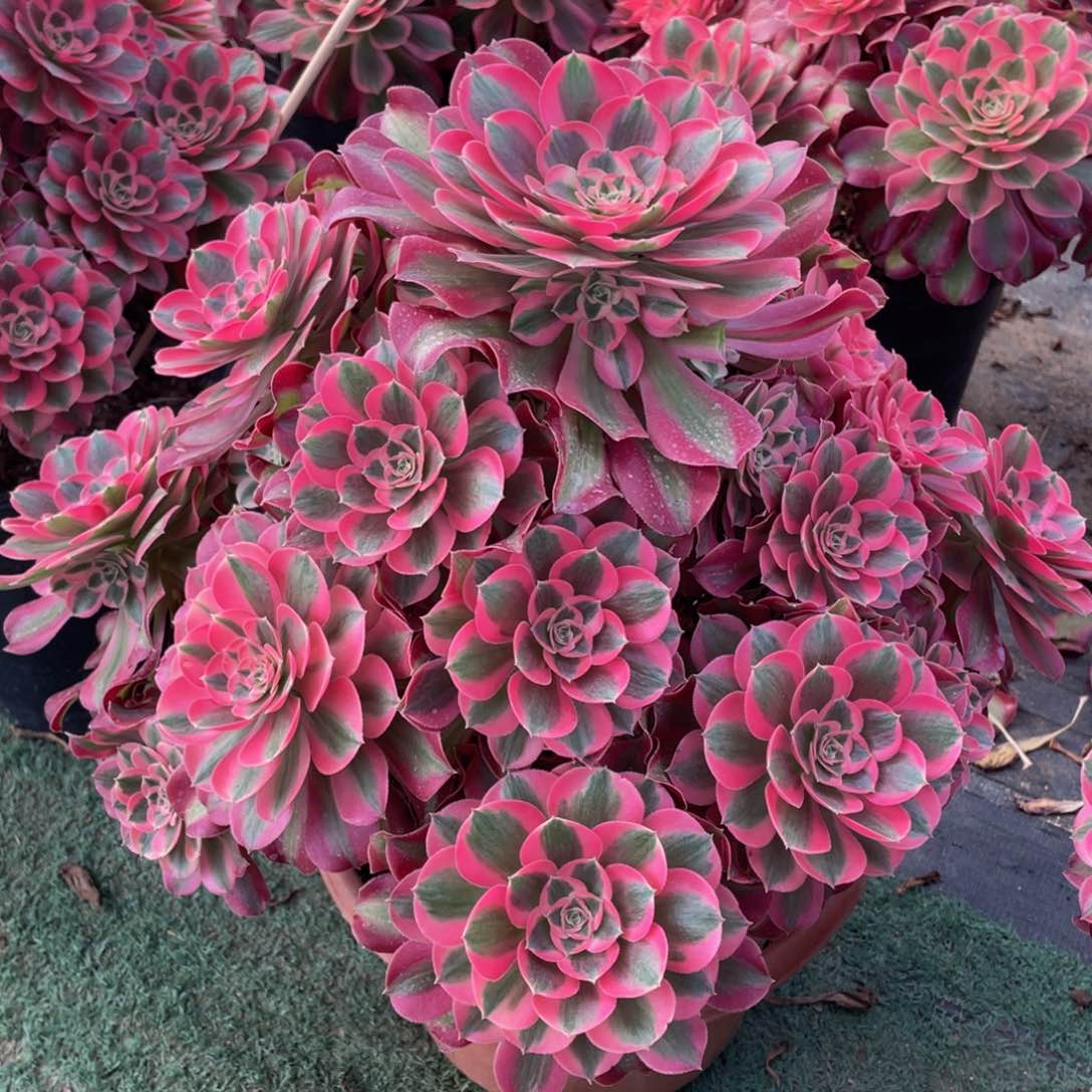 393七彩石精品法师多肉