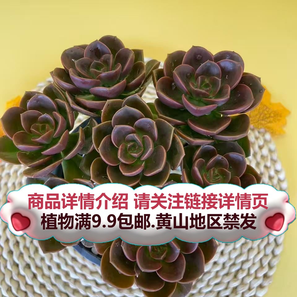 （巧克力-散桩）多肉要满9.9邮 多肉植物绿植吸甲醛