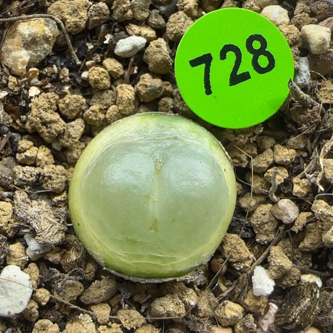 圆拉登1.5多肉植物728