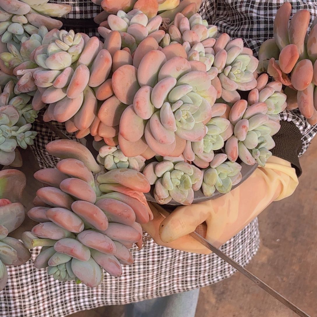 洛神25.88一单包邮