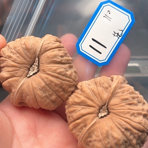 文玩核桃吊坠范*南瓜