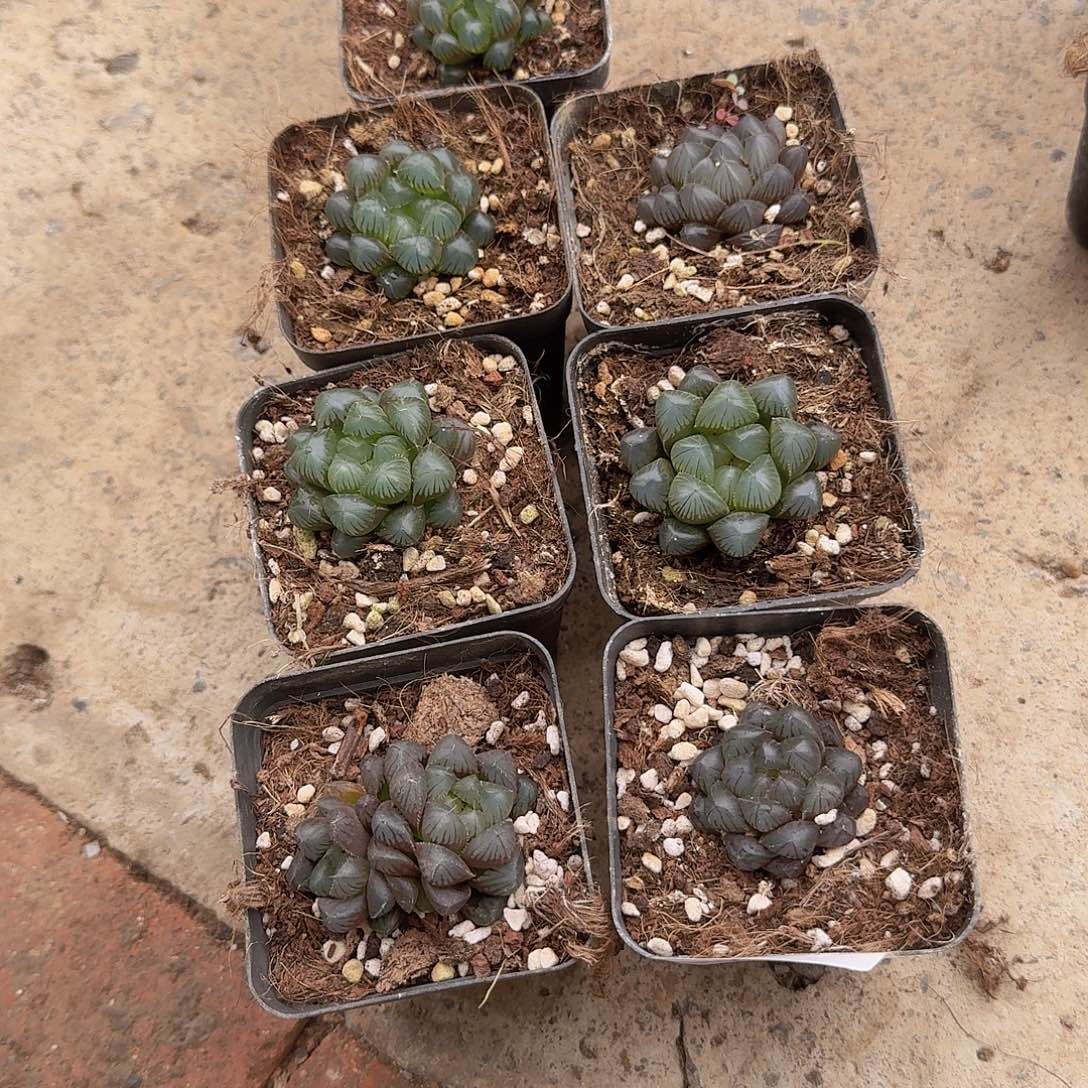 直播福利一物一拍265
