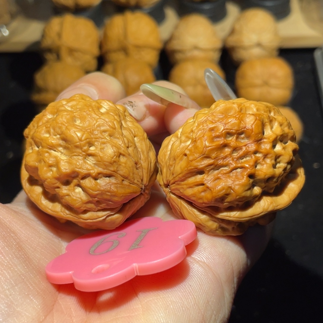 七彩血鹦鹉38尺寸核桃