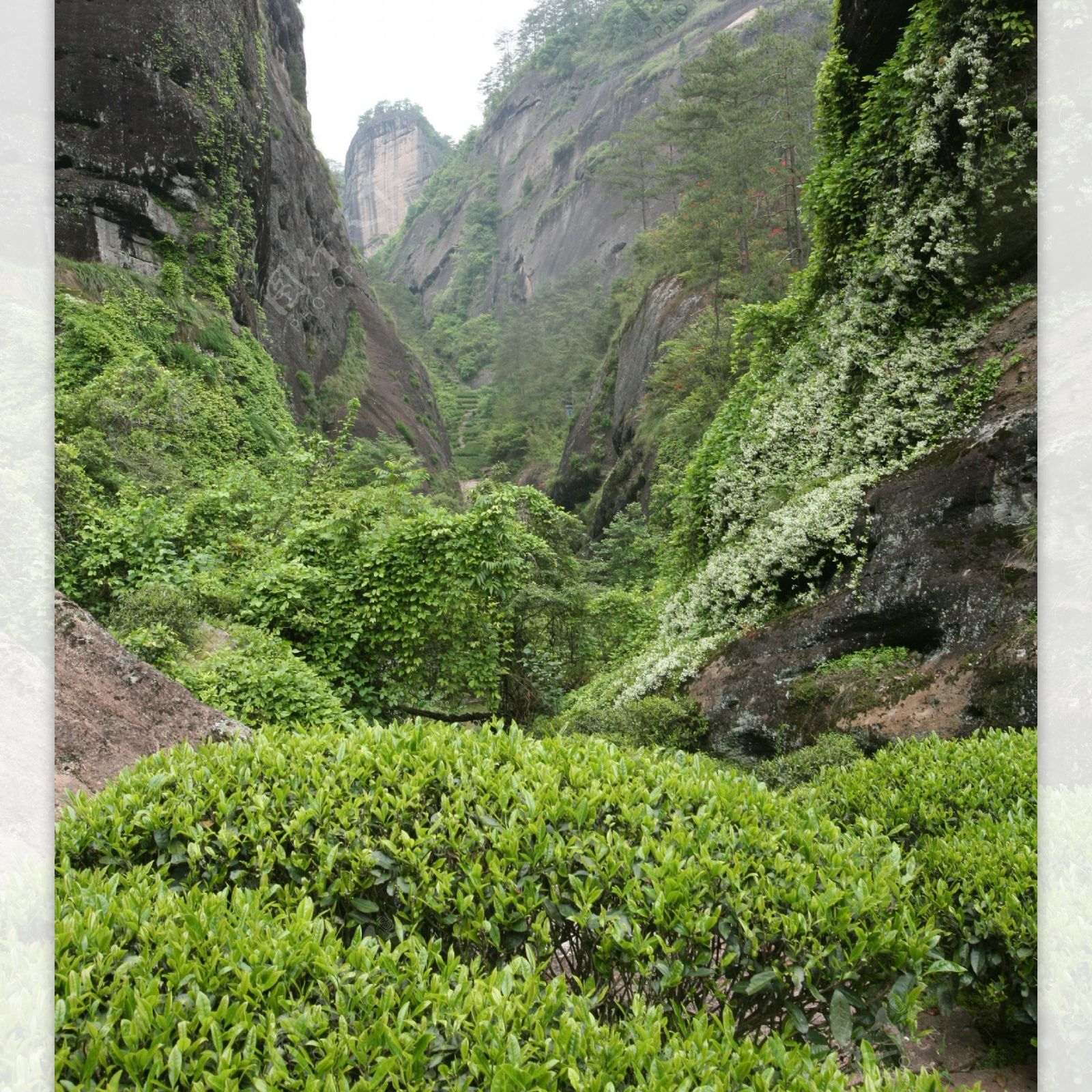 振岳《莲花峰高枞》。武夷岩茶武夷山高端场区优质好茶