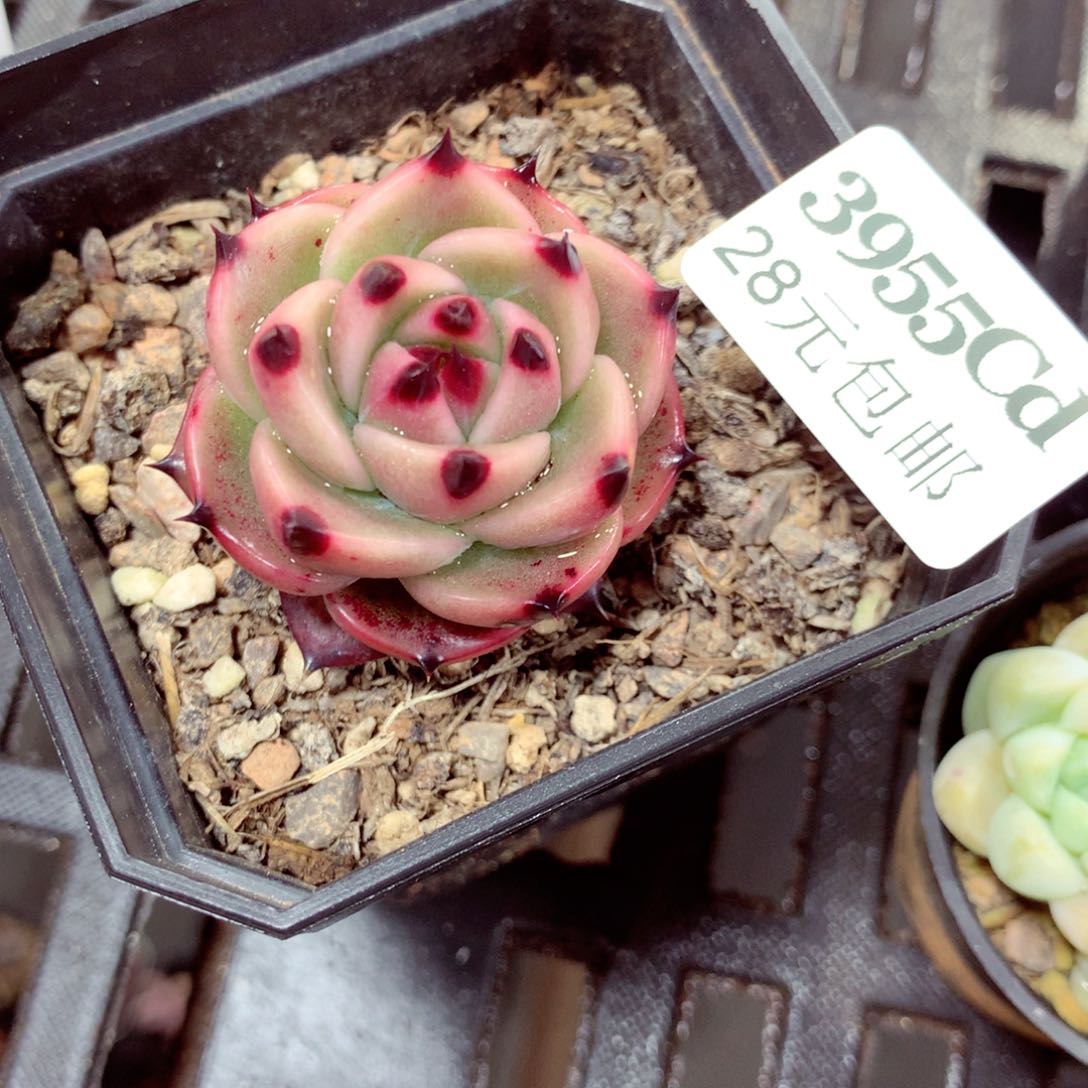 5厘米盆精控多肉3955