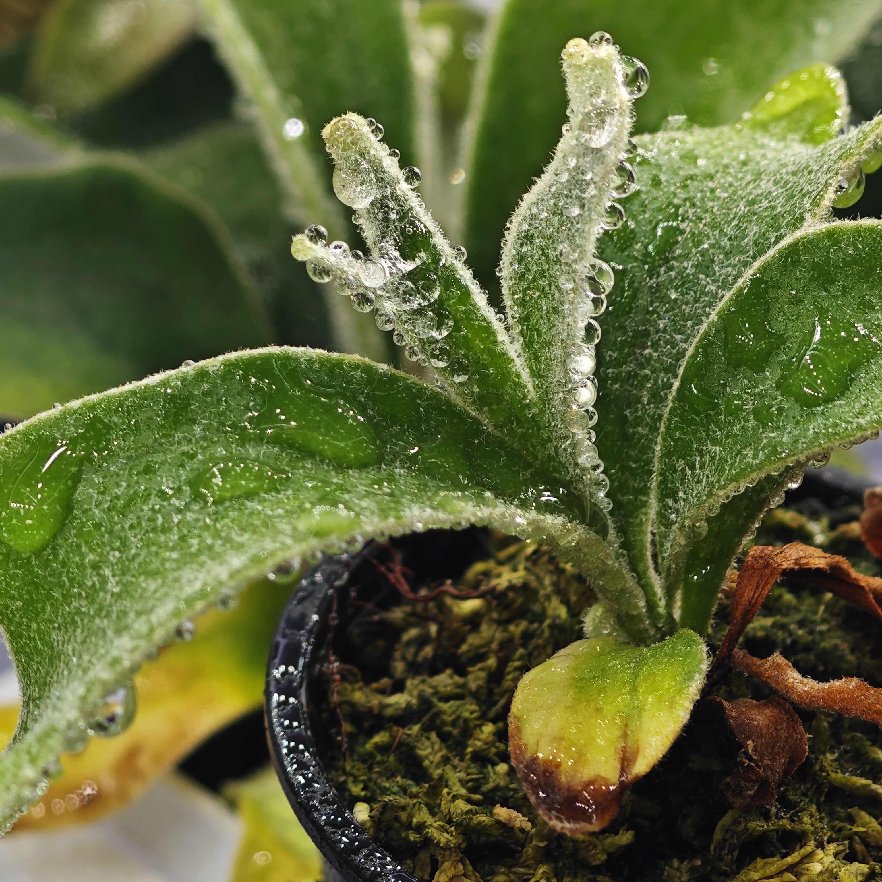 直播间 专拍二号链接 热植/绿植