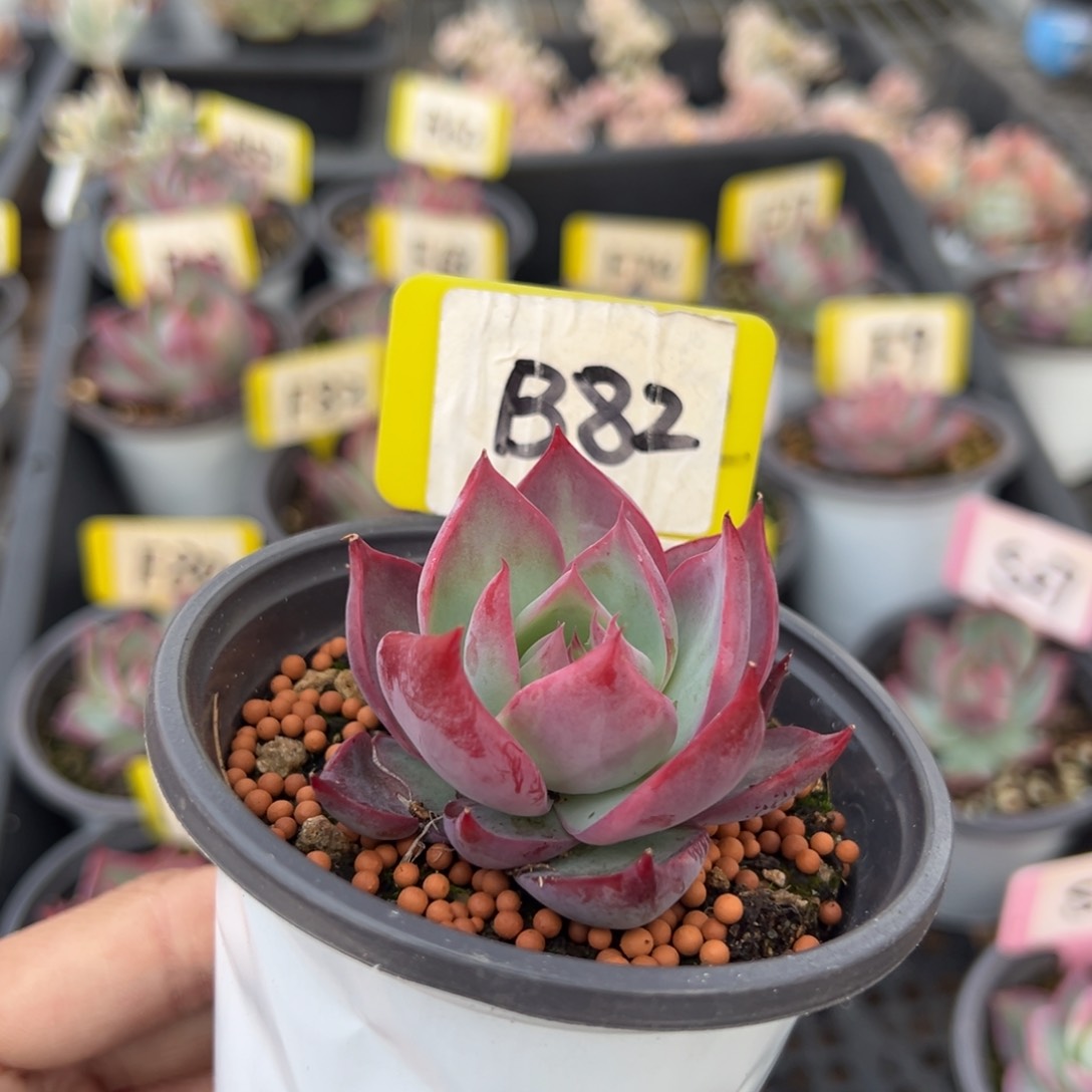 喵*B82惊鸿多肉单头