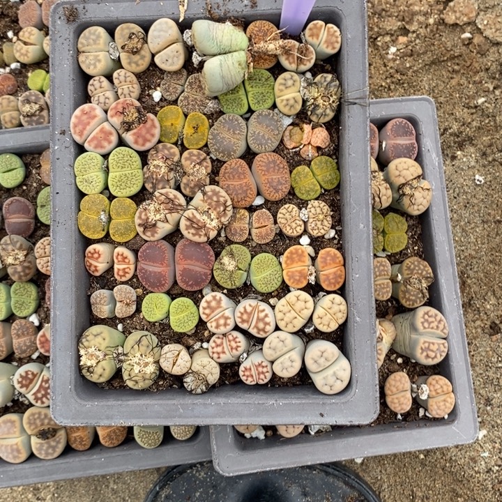 豆****生石花等植物的生长751