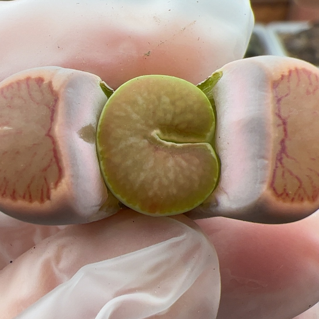 0500号 红窗菊吃豆人多肉植物