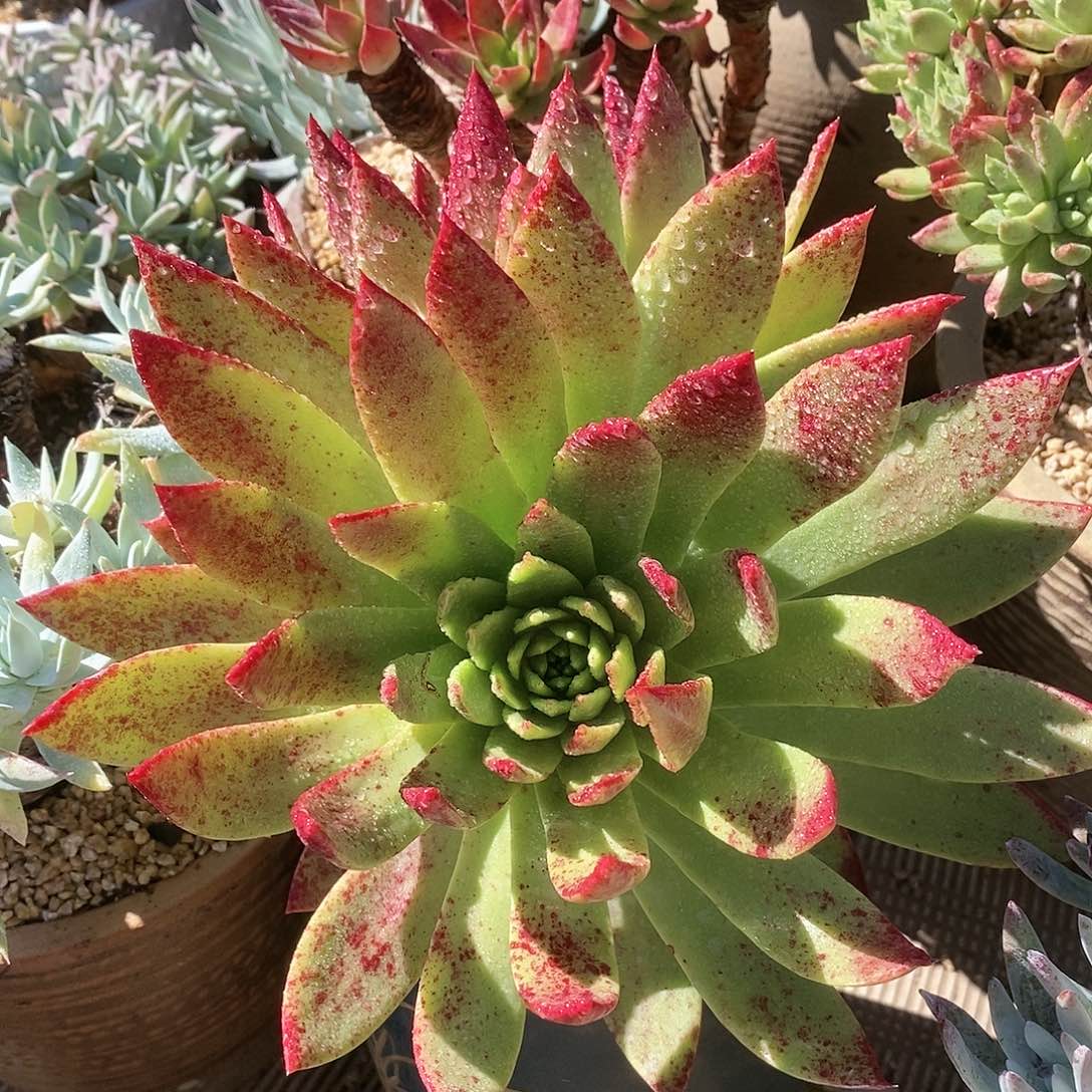 【闪购商品】哈哈哈坎代拉贝弱多肉2202