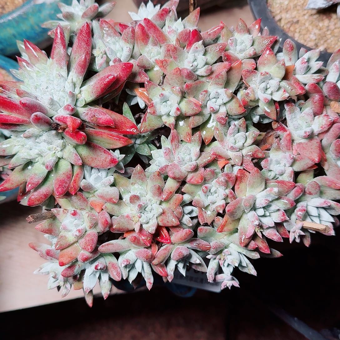 6720刘丹拇指杂仙女杯多肉