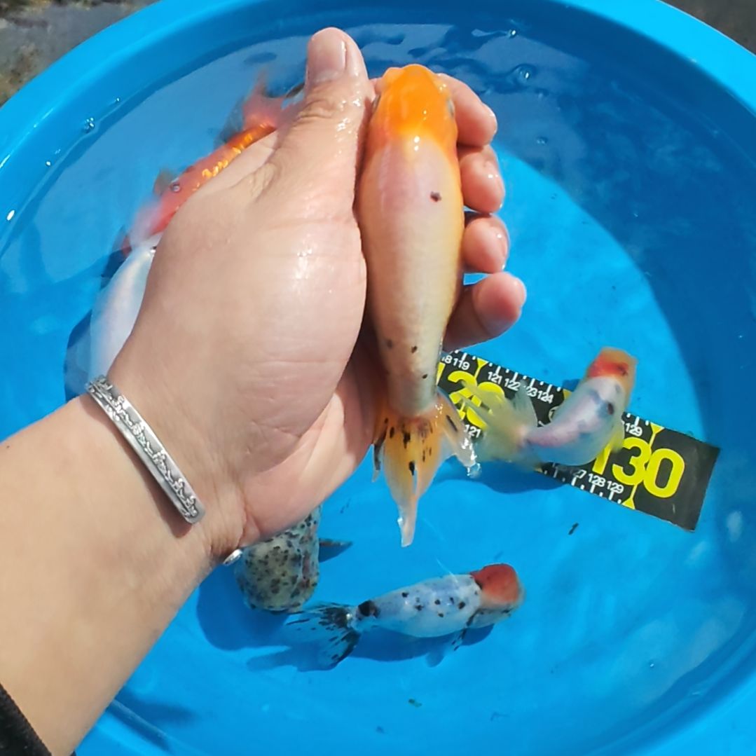 金鱼薄鳃虎头 运费顺丰到付