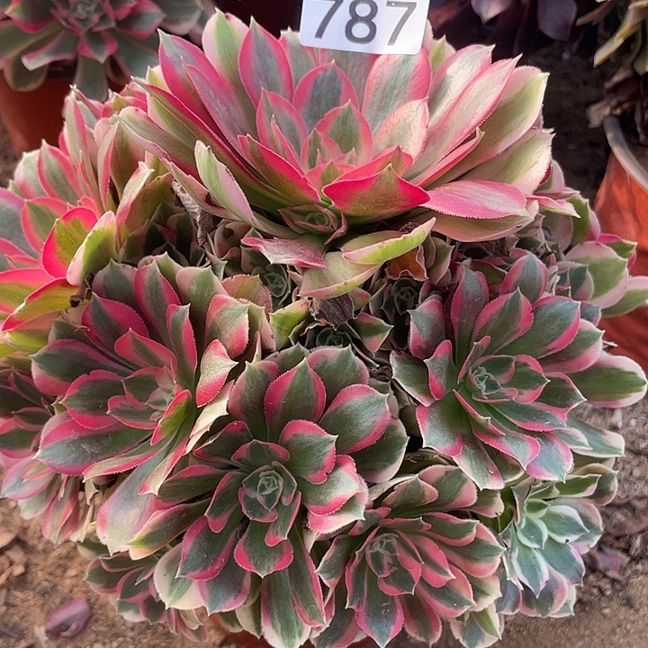 木***夕787妖月对肉植物的