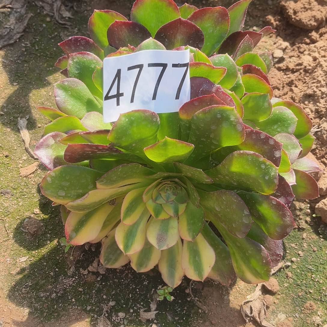 4777万七彩多肉植物