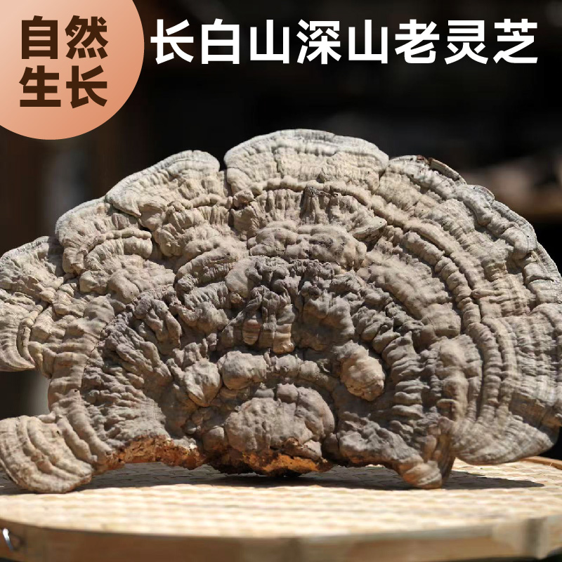 正品长白山平盖灵芝 道地产区 传统滋补手工切片
