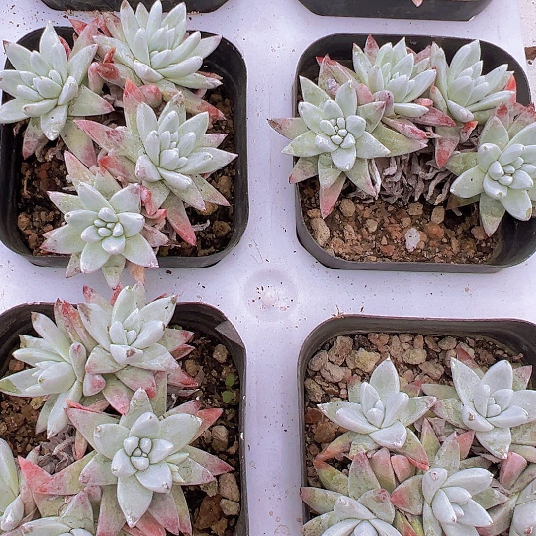 白菊4头起19包邮多肉