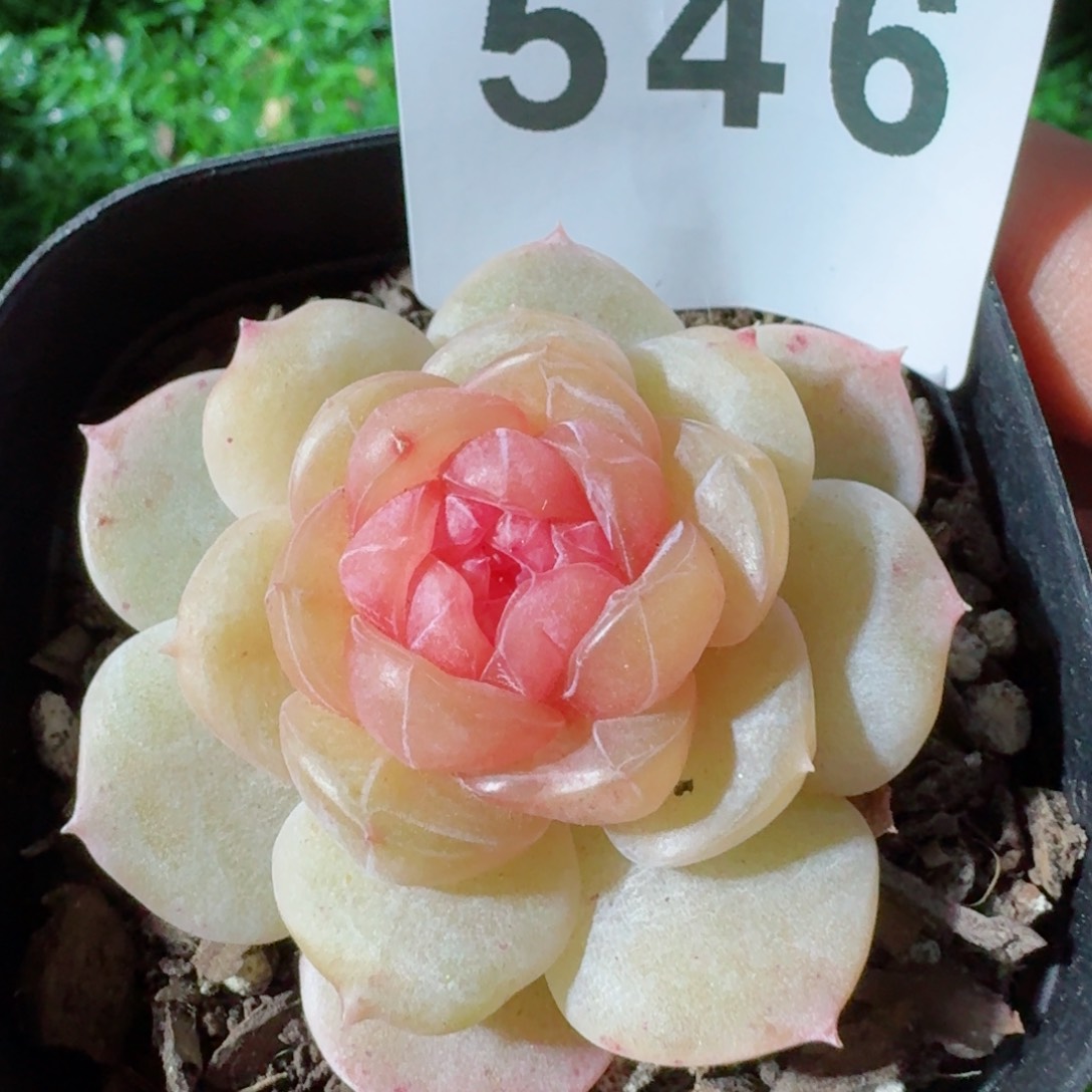 追忆珍妮         精品多肉